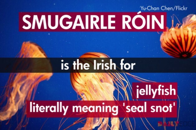 8-irish-words-and-phrases-that-english-just-can-t-match-the-daily-edge