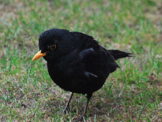 blackbird