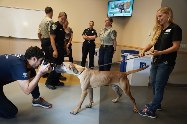 HSI holds press event at San Diego Humane Society for South Korea dog meat farm rescues