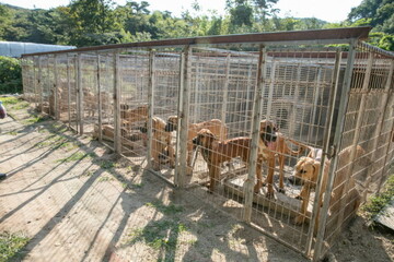 Humane Society International Rescues Dogs From South Korea Dog Meat Farm