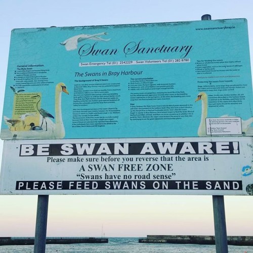 A swan free zone. #swanawareness