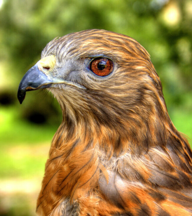 Red_Shouldered_Hawk_portrait