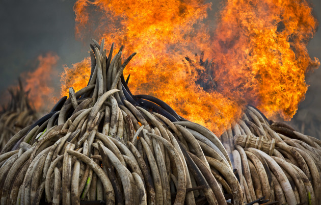 Kenya Ivory Burning