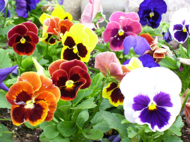 Pansies