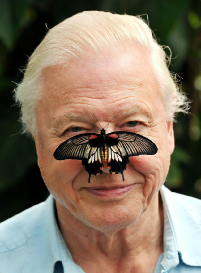 David Attenborough 90th birthday