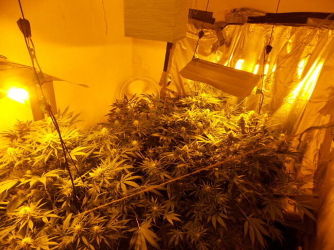 East Belfast cannabis factory 2 110516