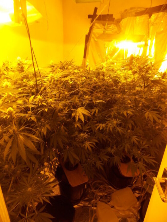 East Belfast cannabis factory 110516