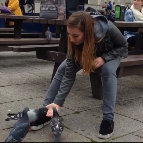 Pigeons in Dublin