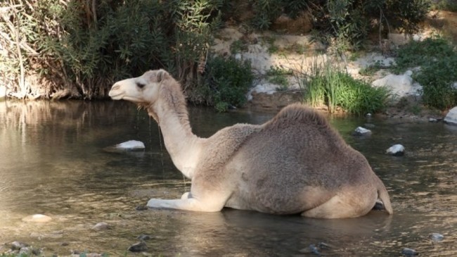 Camel wash in Wadi Hidan