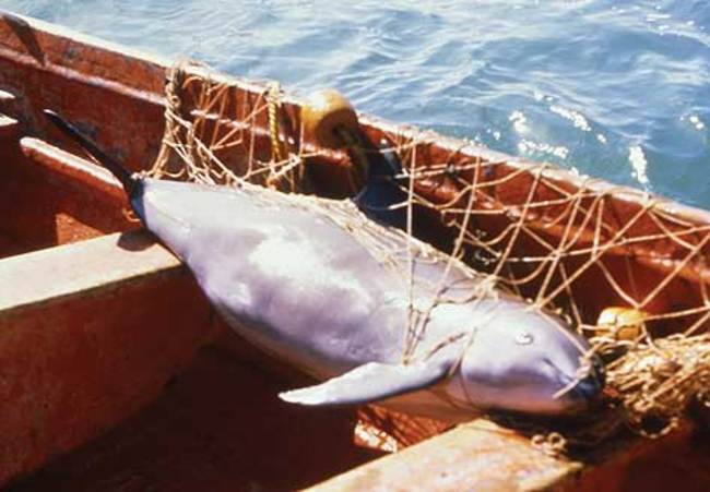 vaquita trapped in net