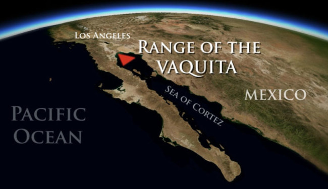 range of vaquita