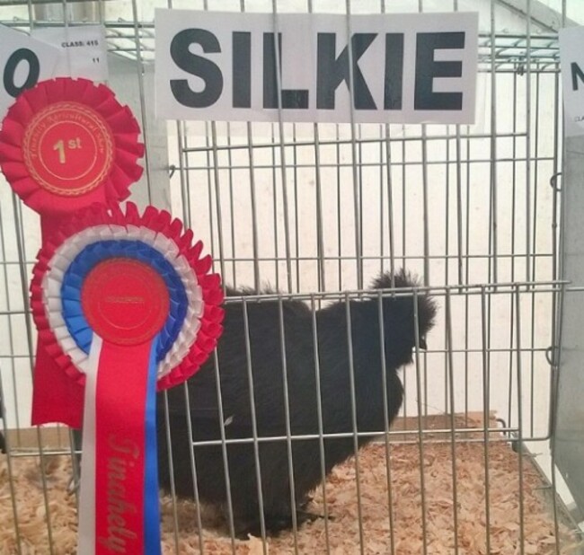 silkie