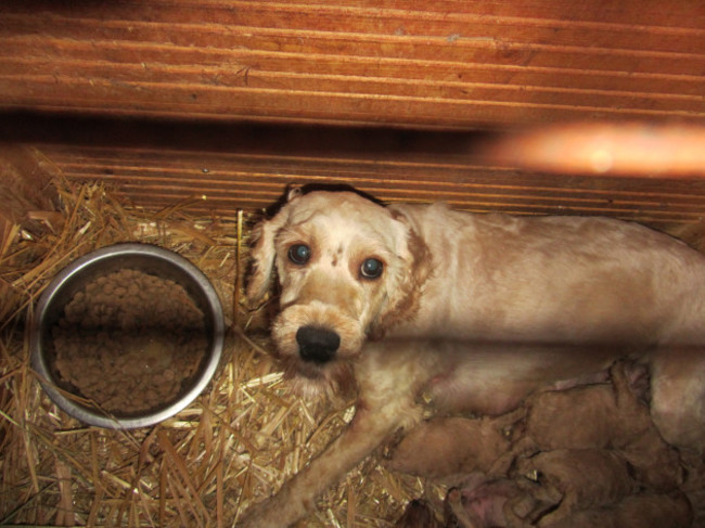 Britain's Puppy Dealers Exposed on BBC 16th May 2016 at 7:30pm