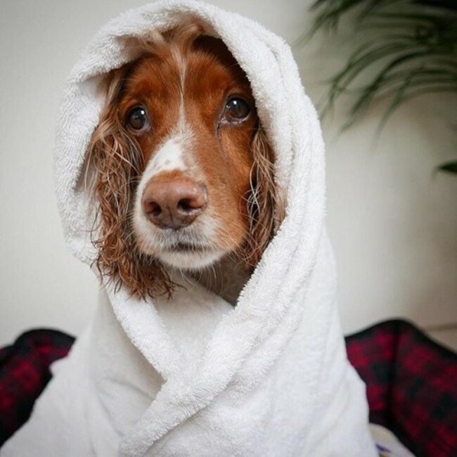 The face of the dog who had to have a bath and is feeling sorry for himself