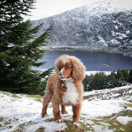 We found some snow in the Wicklow mountains today⛄Happy Valentines ❤ #snowpup #mountains #valentines #dog #cute #weeklyfluff #dogsofinstagram #dogscorner #petstagram #instadog #dogofficialdog #cutepuppy #puppy #instagramdogs #dogoftheday #ilovemydog #instapuppy #dogstagram #lovedogs #adventuredog #Barkpack #cockerspaniel #houndsbazaar #thestatelyhound #dogoftheday #snow #scenery #winter #dogphotography #excellent_dogs #wicklowmountains