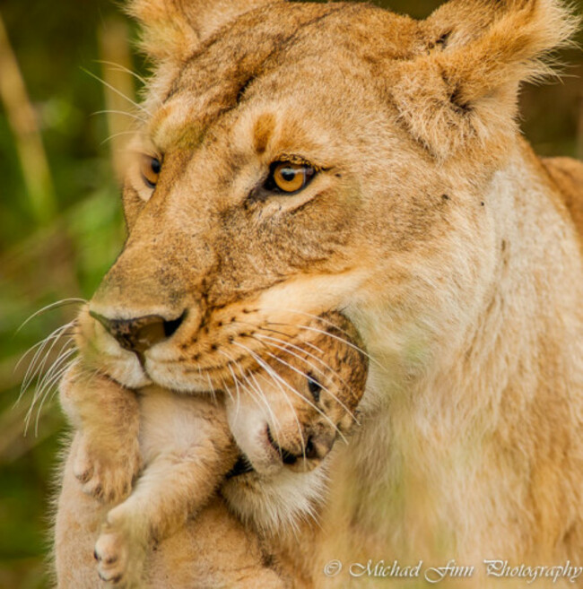 lion-cub-maasai-mara