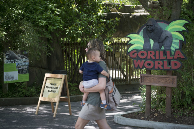Zoo Gorilla Child Hurt