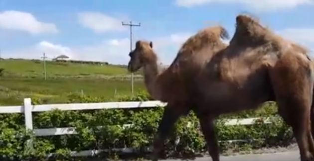 camel belmullet