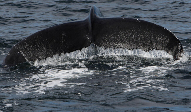 Humpback whales off the coast of Reykjavik