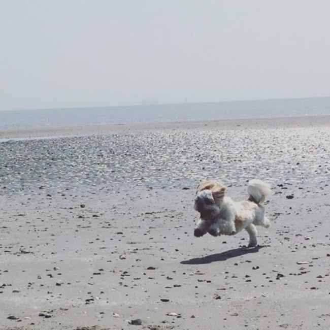 Look at me !!!! #seaside #beach #seafront #sand #tide #water #bayarea #ireland #dublin #dollymount #summer #sunday #weekend #happy #running #shihtzu #shihtzu #ilovemydog #dog #reflection #shihtzulovers #dollymountbeach #dogs #beauty #fun #jump #island #battleofthebay #bluesky #puppylove #shihtzulovers #dogsofinstagram