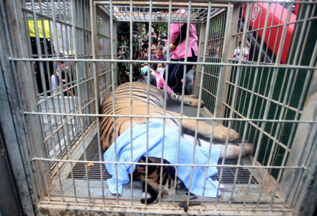 Thailand Tiger Temple