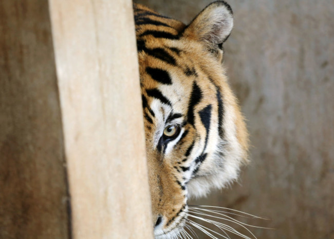 Thailand Tiger Temple