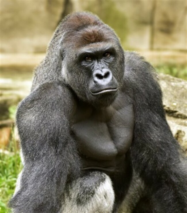 Harambe