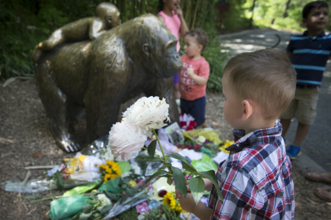Zoo Gorilla Child Hurt