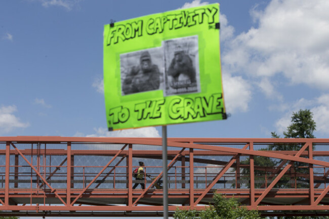 Zoo Gorilla Child Hurt