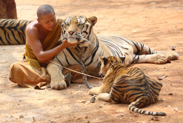 Thailand Tiger Temple