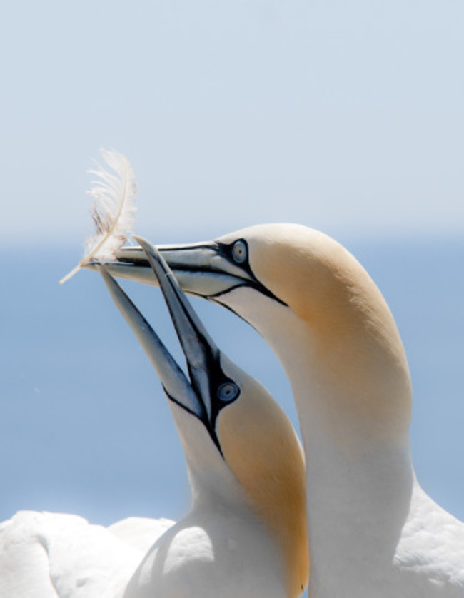 Gannets Playtime Topflight