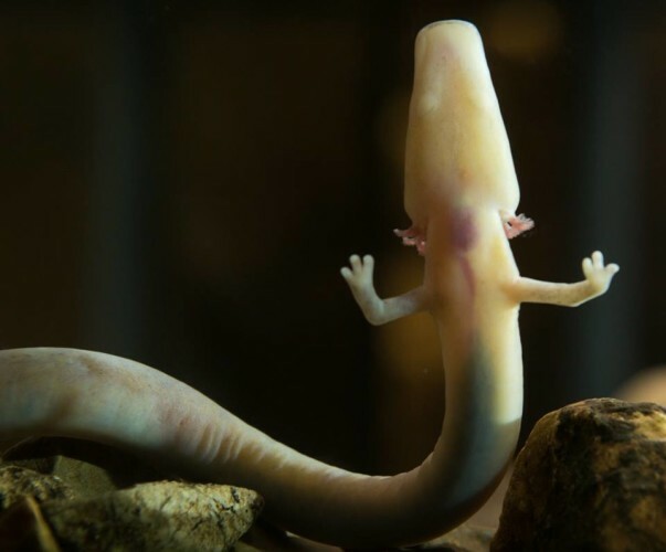 Rare "baby dragon" born in Slovenia · TheJournal.ie