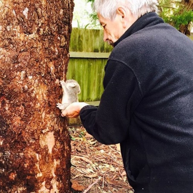 Hawks Nest resident Louise Haynes found this adorable, baby #koala under a eucalyptus tree in her backyard after storms lashed the #NSW coast