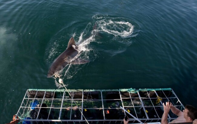 Players inside the cage with a shark