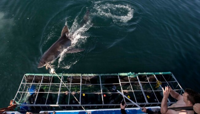 Players inside the cage with a shark