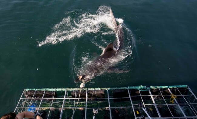 Players inside the cage with a shark