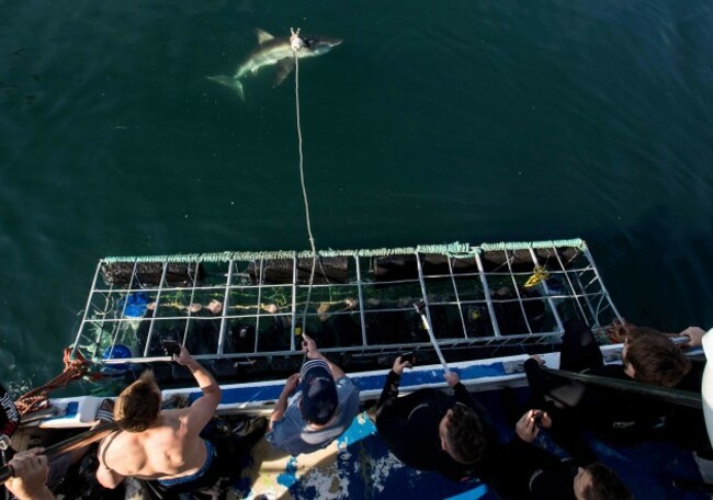 Players inside a shark cage