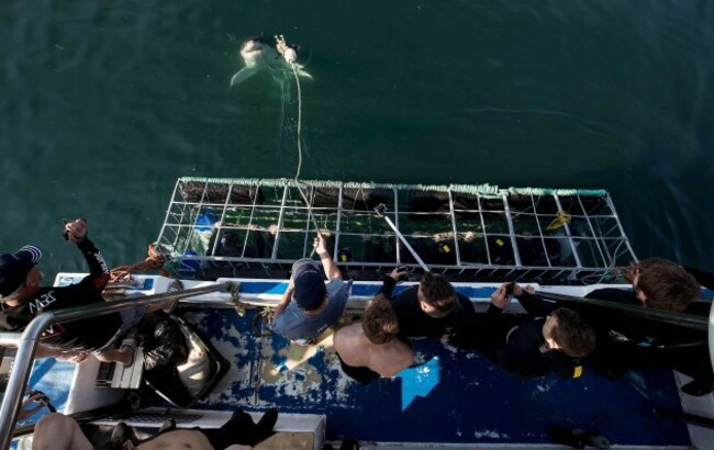 Players inside a shark cage