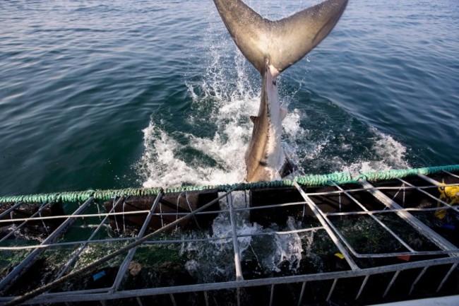 Players inside a shark cage