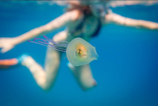 FISH