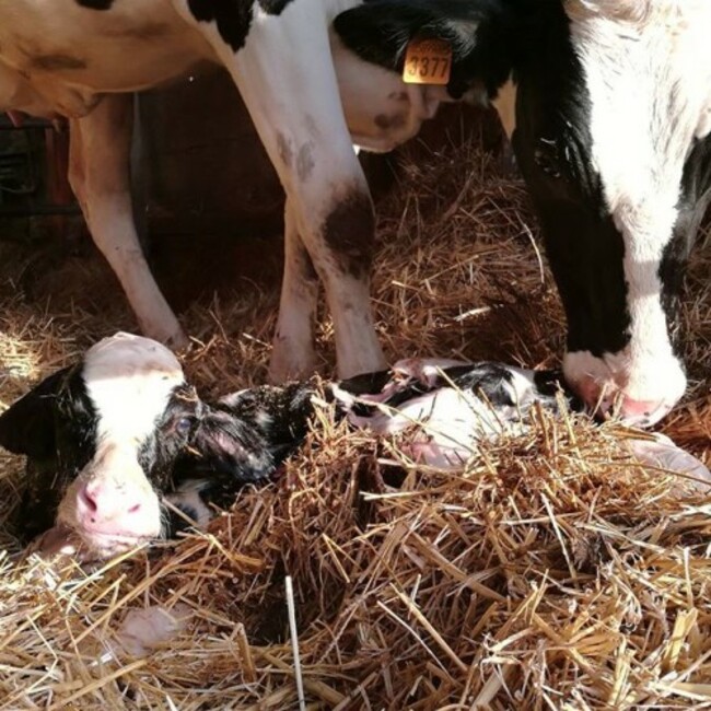 #newlife #life #farmlife #farm #baby #motheranddaughter #cows #love #adorable #cute #magicmoments #mothernature #blackandwhite #dairycows #dairymilk #nature #animals #natura #animali #rural_love #countrylife #nofilter #italygram #instagram #instagood #instapic #instafarm #farmlifephotography #tagstagramers #like