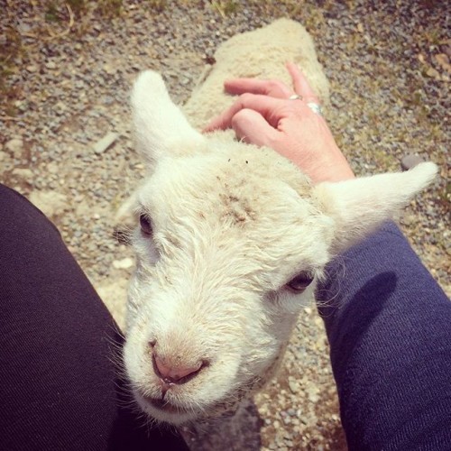 Sunning herself #Pet #Pest #Sheep #wexfordfarm #irishfarm #farm #farminglife