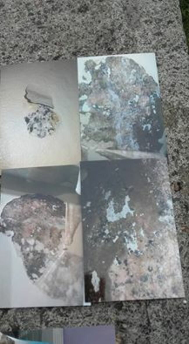 13393934_1126498947416819_4790272540715169205_n