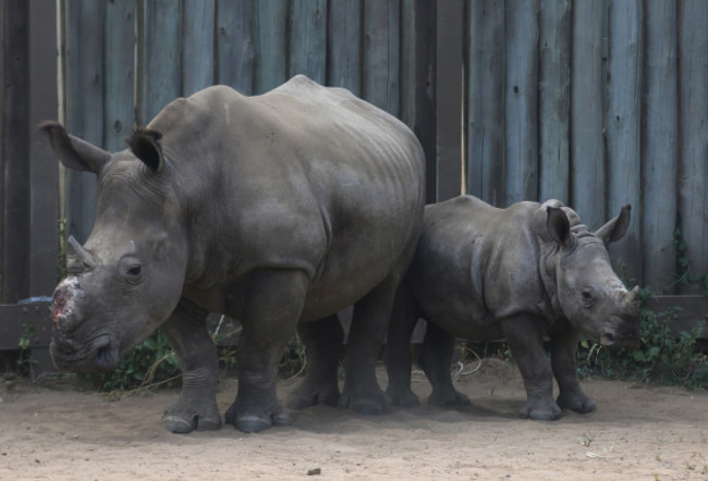 South Africa Rhino Refuge