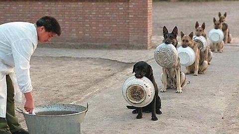 No skipping the queue: The six police dogs wait patiently in an orderly line to receive their food.