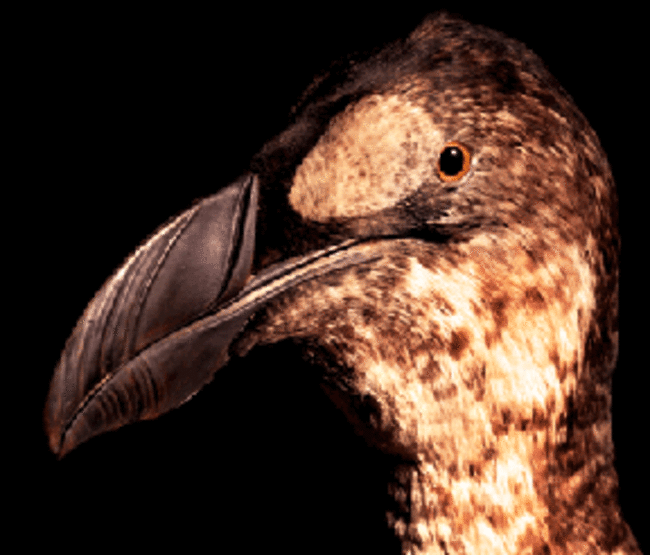 Museum : Zoology : Trinity College Dublin, the University of Dublin, Ireland