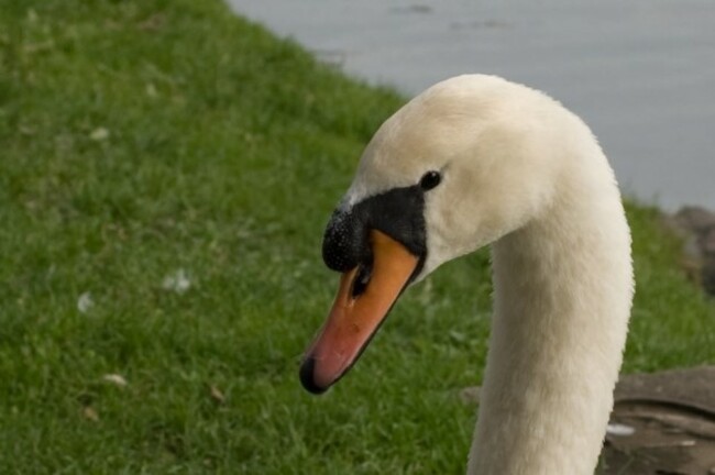 swan