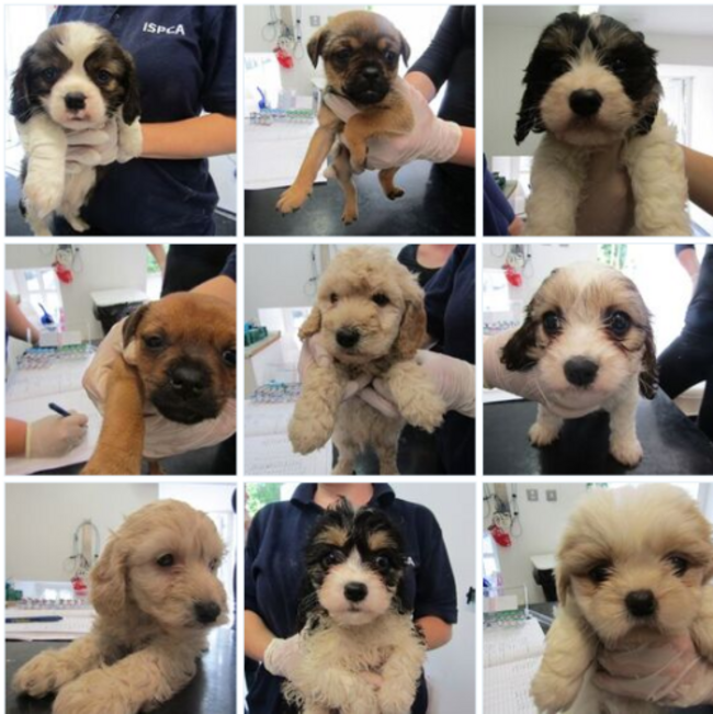 Puppies