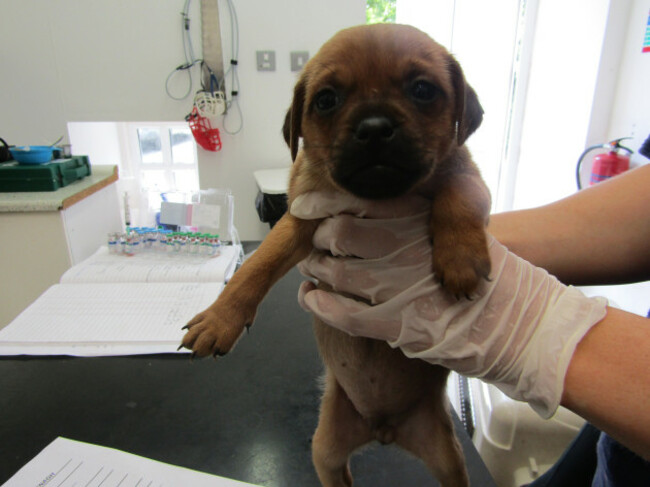 ISPCA calls for a crackdown on illegal behaviour by farmers afte