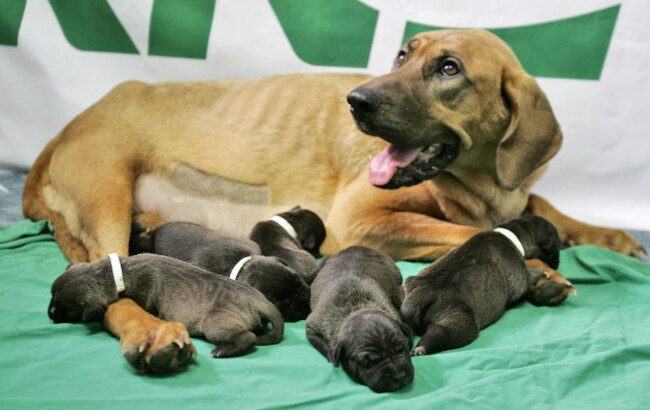 South Korea Cloned Dogs